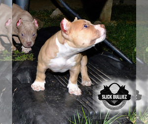 American Bully Puppy for sale in COUNTRY CLUB HILLS, MO, USA