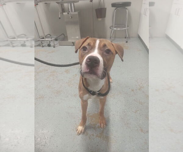 Medium Photo #3 American Staffordshire Terrier-Boxer Mix Puppy For Sale in Pierceton , IN, USA