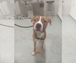Small #2 American Staffordshire Terrier-Boxer Mix