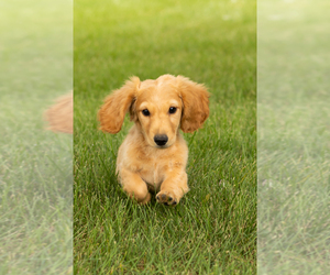 Dachshund Puppy for sale in MILFORD, IN, USA