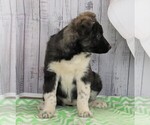 Small Photo #3 Norwegian Elkhound-Unknown Mix Puppy For Sale in FREDERICKSBG, OH, USA