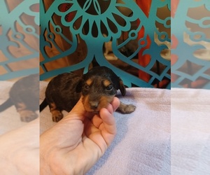 Dachshund Puppy for sale in WEST PLAINS, MO, USA