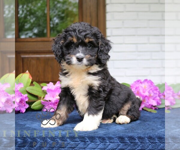 Medium Photo #4 Bernedoodle (Miniature) Puppy For Sale in NARVON, PA, USA