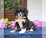 Small #3 Bernedoodle (Miniature)