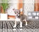 Small Photo #1 Chihuahua Puppy For Sale in NAPLES, FL, USA