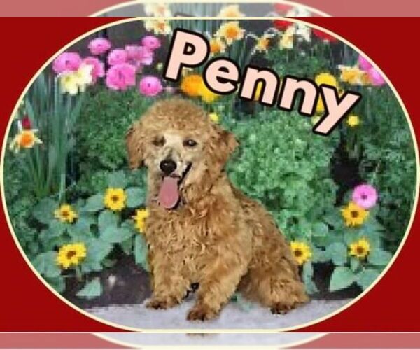 Medium Photo #1 Yorkipoo Puppy For Sale in BOILING SPRINGS, SC, USA