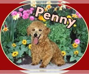 Mother of the Yorkipoo puppies born on 06/10/2026