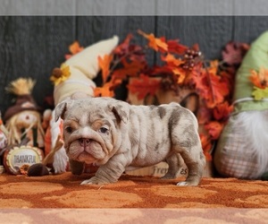 Bulldog Litter for sale in BURLESON, TX, USA