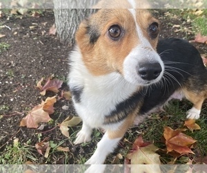 Mother of the Pembroke Welsh Corgi puppies born on 10/30/2021