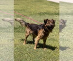 Small #2 Australian Shepherd-German Shepherd Dog Mix