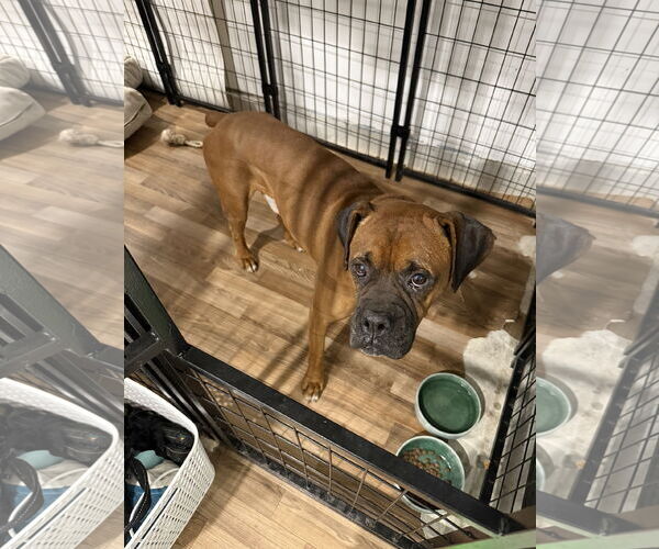 Medium Photo #7 Boxer Puppy For Sale in  Katy, TX, USA