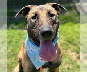 German Shepherd Dog-Unknown Mix Dogs for adoption in Camarillo, CA, USA