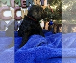 Small Photo #48 Goldendoodle Puppy For Sale in DYERSBURG, TN, USA
