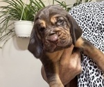 Puppy Puppy 3 Bloodhound