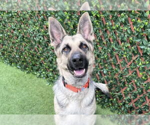 German Shepherd Dog Dogs for adoption in Plantation, FL, USA