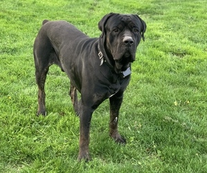 Father of the Cane Corso puppies born on 09/21/2022