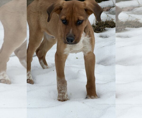 Medium Photo #2 Labrador Retriever-Unknown Mix Puppy For Sale in Springdale, PA, USA