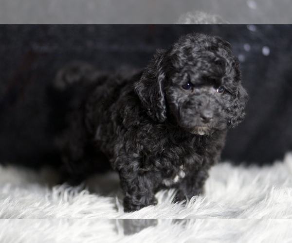 Medium Photo #121 Poodle (Toy) Puppy For Sale in WARSAW, IN, USA