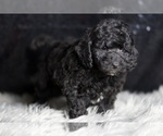 Small #3 Poodle (Toy)