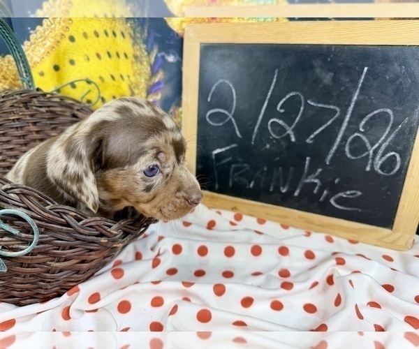 Medium Photo #20 Dachshund Puppy For Sale in CASSVILLE, MO, USA