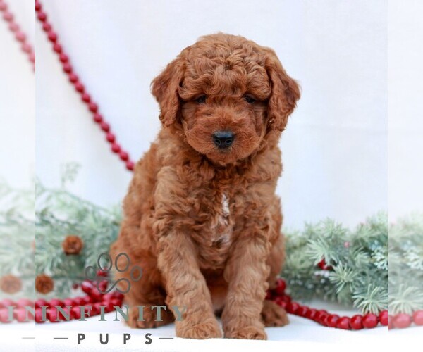 Medium Photo #1 Goldendoodle (Miniature) Puppy For Sale in NARVON, PA, USA