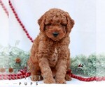 Small Goldendoodle (Miniature)