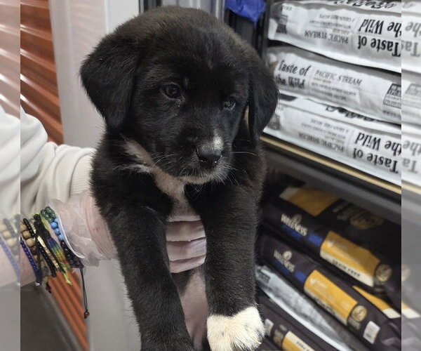 Medium Photo #1 Borador Puppy For Sale in Brooklyn, NY, USA