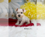 Small Photo #4 Schnauzer (Miniature) Puppy For Sale in RIPLEY, MS, USA