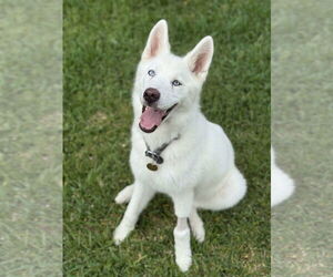 Siberian Husky-Unknown Mix Dogs for adoption in Carrollton, TX, USA