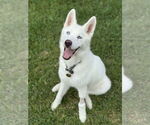 Small Siberian Husky Mix