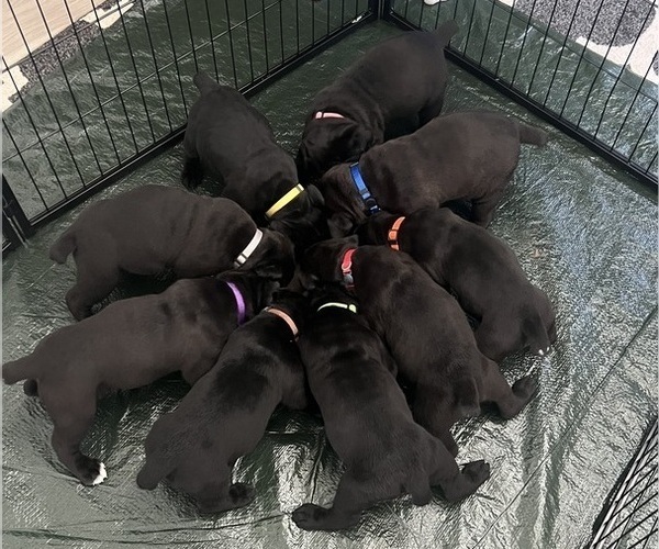 Medium Photo #1 Cane Corso Puppy For Sale in HORACE, ND, USA