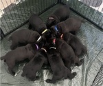 Small Cane Corso