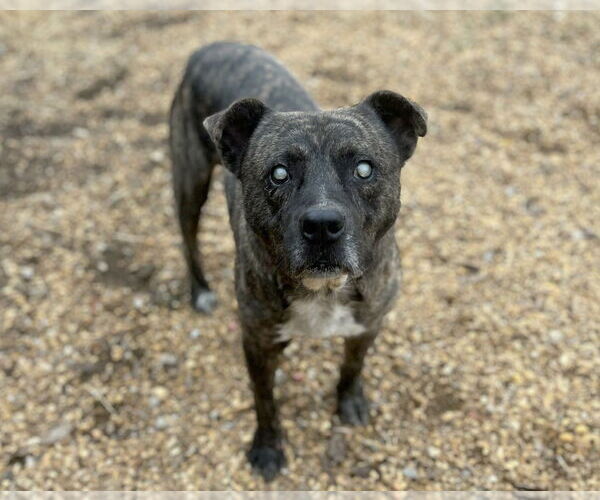 Medium Photo #2 Mountain Cur-Unknown Mix Puppy For Sale in Anniston, AL, USA