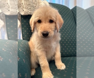 Labradoodle Puppy for Sale in CLINTON, Montana USA