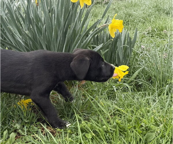 Medium Photo #4 Border Collie-Unknown Mix Puppy For Sale in Landenberg, PA, USA