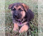 Small Photo #10 German Shepherd Dog Puppy For Sale in HEDGESVILLE, WV, USA