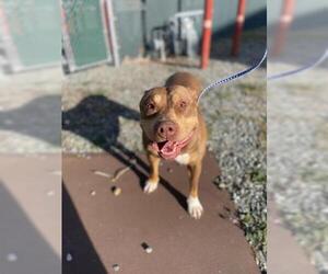 Mutt Dogs for adoption in Jackson, CA, USA