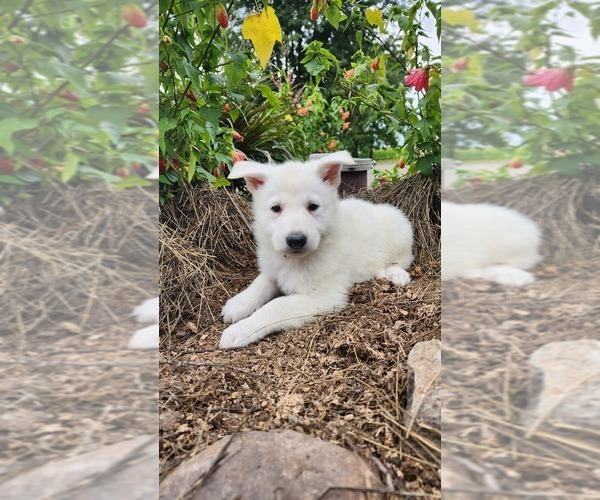 Medium Photo #1 German Shepherd Dog Puppy For Sale in GREENWOOD, WI, USA