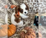 Small #8 Cavalier King Charles Spaniel