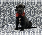 Small Photo #8 Great Dane Puppy For Sale in LAKELAND, FL, USA