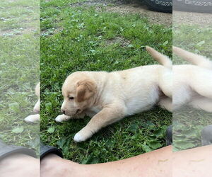 Mutt Dogs for adoption in Waseca, MN, USA