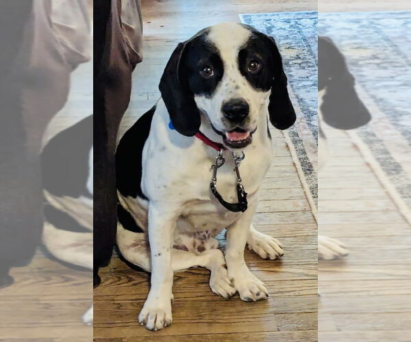 Medium Photo #1 Mutt Puppy For Sale in Mundelein, IL, USA