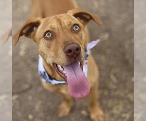 Mutt Dogs for adoption in San Antonio, TX, USA