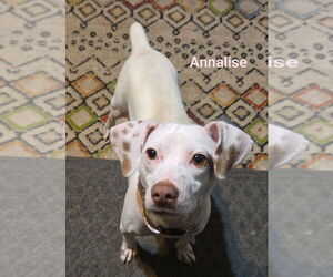 Mutt Dogs for adoption in Topeka, KS, USA