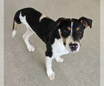 Small #1 Labrador Retriever Mix