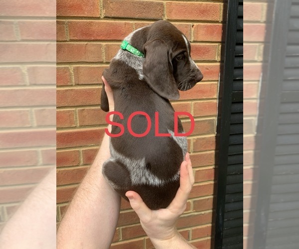 Medium Photo #32 German Shorthaired Pointer Puppy For Sale in MARIETTA, GA, USA