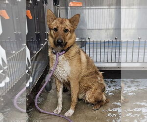 Australian Cattle Dog-Unknown Mix Dogs for adoption in El Centro, CA, USA