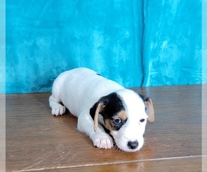Jack Russell Terrier Dog for Adoption in SHAWNEE, Oklahoma USA