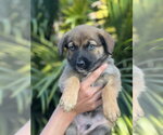 Small #9 Lhasa Apso Mix