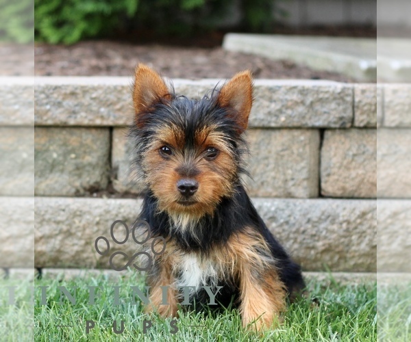 Medium Photo #2 Yorkshire Terrier Puppy For Sale in BIRD IN HAND, PA, USA